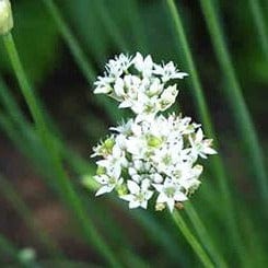 Chives Garlic - Renee's Garden Seeds