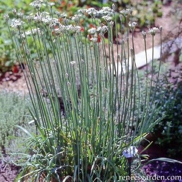 Chives Garlic - Renee's Garden Seeds