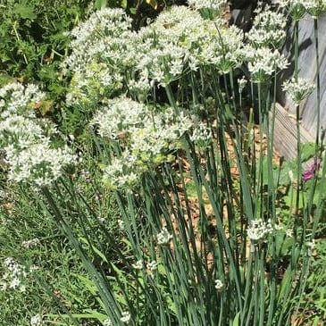 Chives Garlic - Renee's Garden Seeds