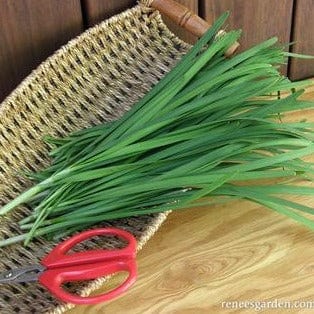 Chives Garlic - Renee's Garden Seeds