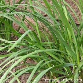 Chives Garlic - Renee's Garden Seeds