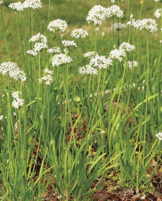 Chives Garlic - West Coast Seeds