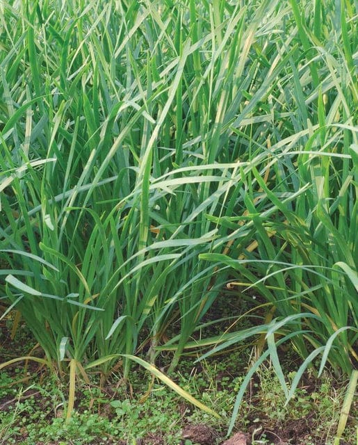 Chives Lions Mane Leaved - West Coast Seeds