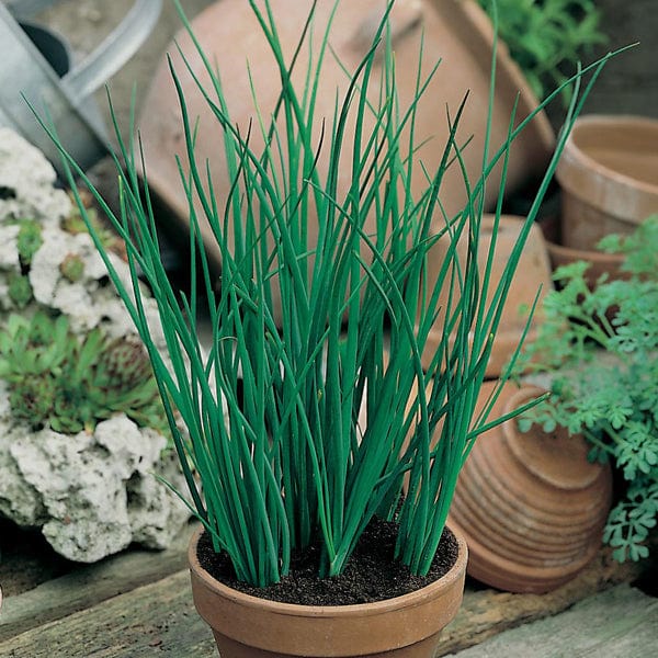 Chives - Mr. Fothergill's Seeds