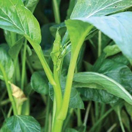 Pac Choi Yu Choi Sum - West Coast Seeds