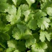 Cilantro Coriander - Aimers