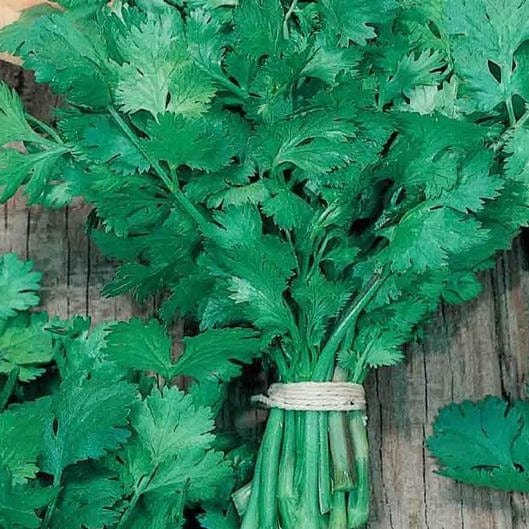 Cilantro La Reina Baja - McKenzie Seeds