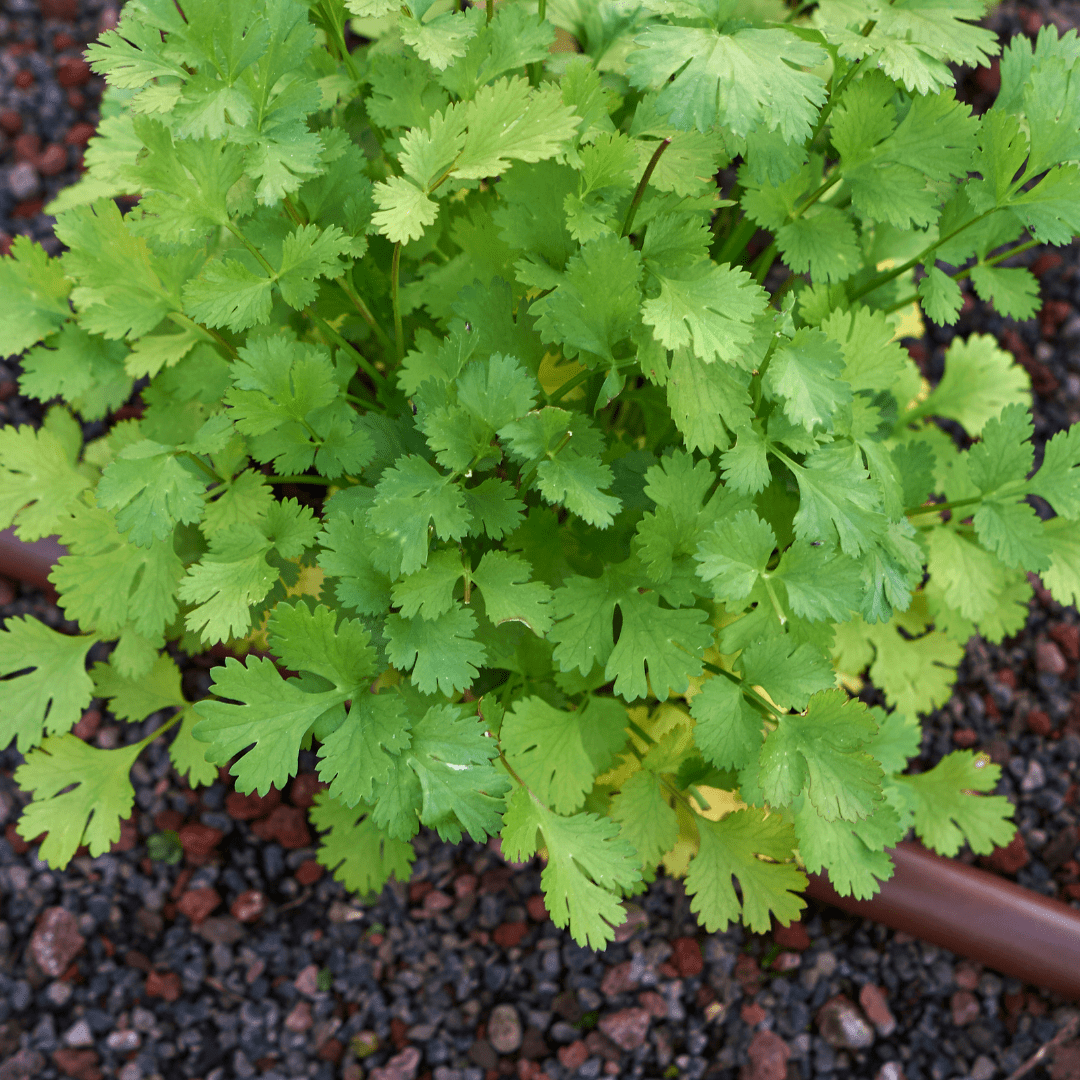 Cilantro Cut & Come Again - Salt Spring Seeds