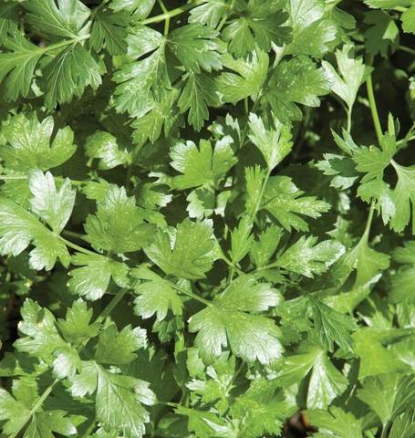 Cilantro Santo Long Standing - West Coast Seeds