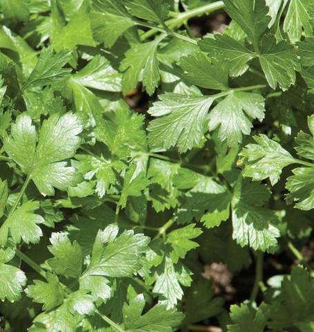 Cilantro Longstanding - Cornucopia Seeds