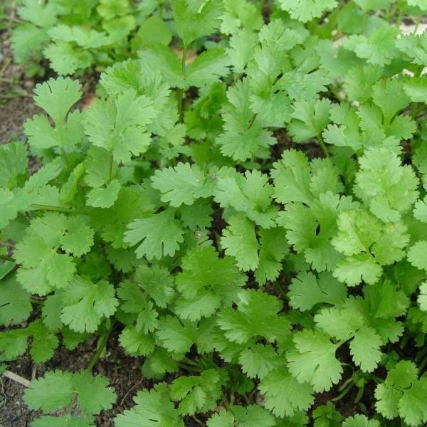 Cilantro Santo - Saanich Organics 