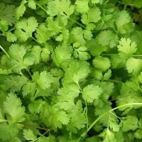 Cilantro Slow-Bolt - Renee's Garden