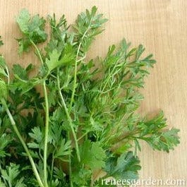 Cilantro Vietnamese Bac Lieu - Renee's Garden Seeds