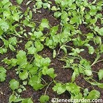 Cilantro Vietnamese Bac Lieu - Renee's Garden Seeds