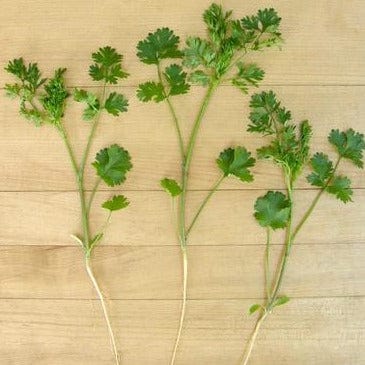 Cilantro Vietnamese Bac Lieu - Renee's Garden Seeds