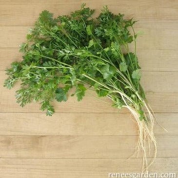 Cilantro Vietnamese Bac Lieu - Renee's Garden Seeds