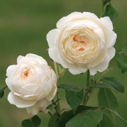 Claire Austin - David Austin Rose