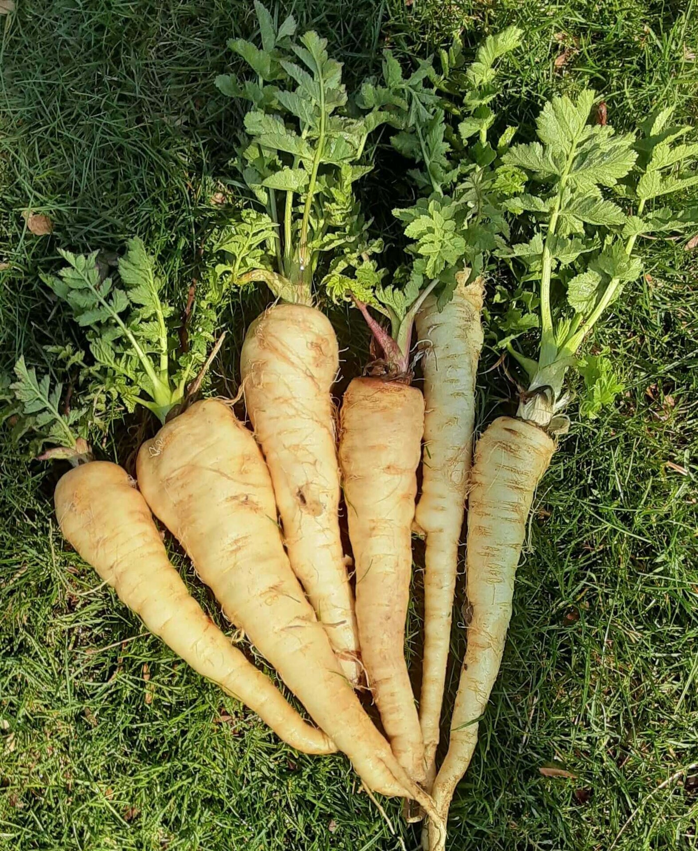 Parsnip Hollow Crown Improved - Ontario Seed Company