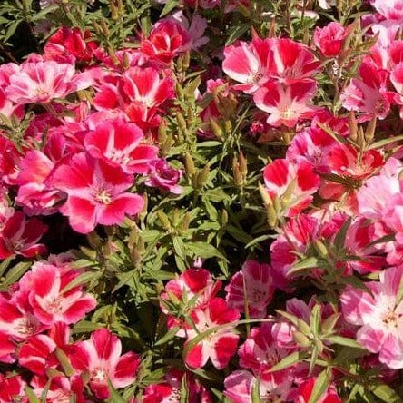 Clarkia Farewell to Spring - West Coast Seeds