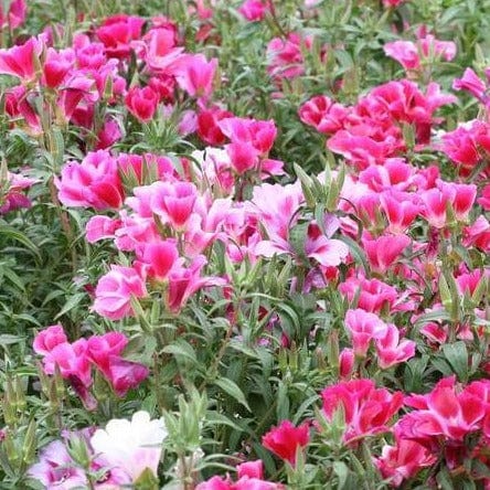 Clarkia Farewell to Spring - West Coast Seeds