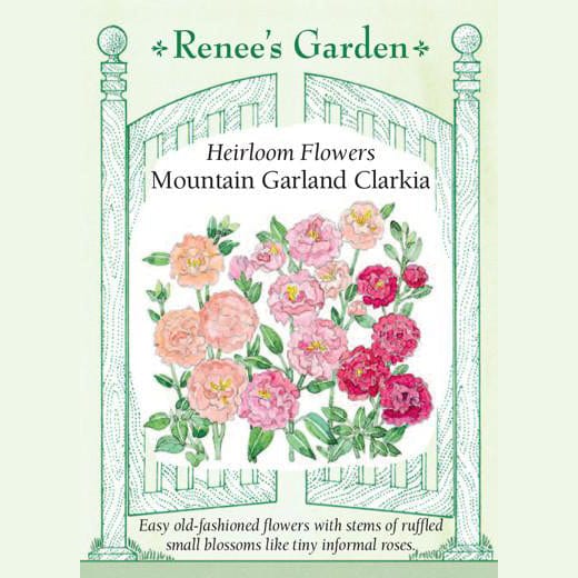 Clarkia Mountain Garland - Renee's Garden 