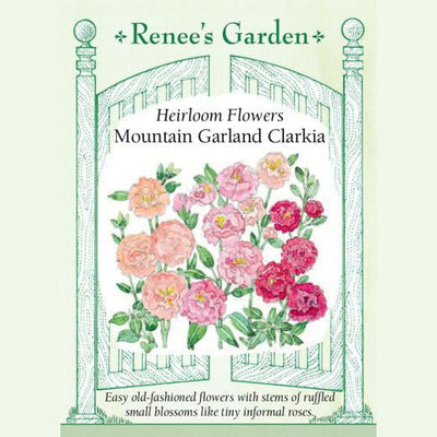 Clarkia Mountain Garland - Renee's Garden 