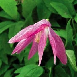 Clematis Alpina Constance