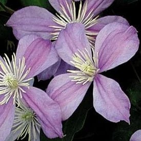 Clematis Arabella