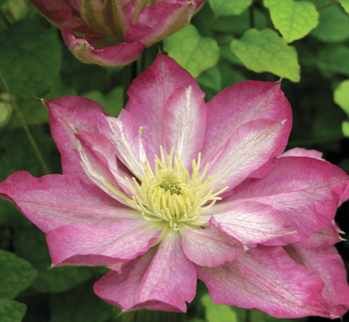 Clematis Asao