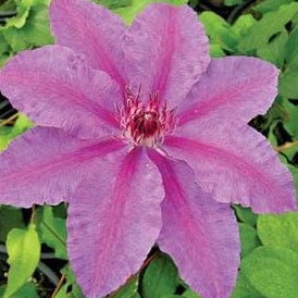 Clematis Barbara Dibley