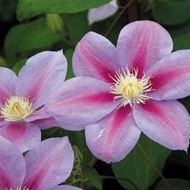 Clematis Barbara Jackman