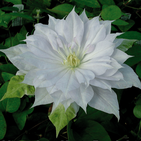 Clematis Belle of Woking