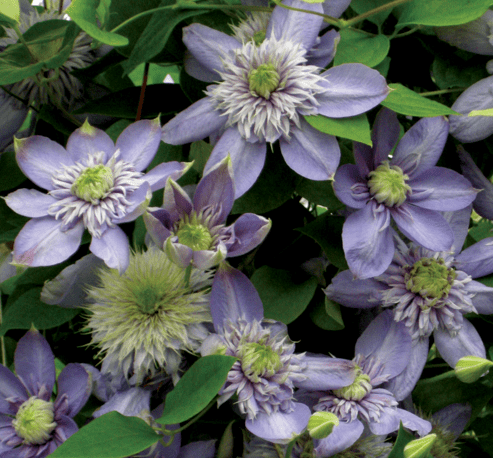 Clematis Blue Light