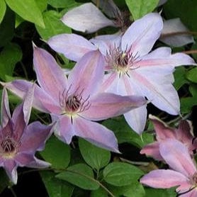 Clematis Blue Ravine