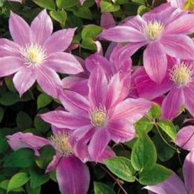 Clematis C.W. Dowman