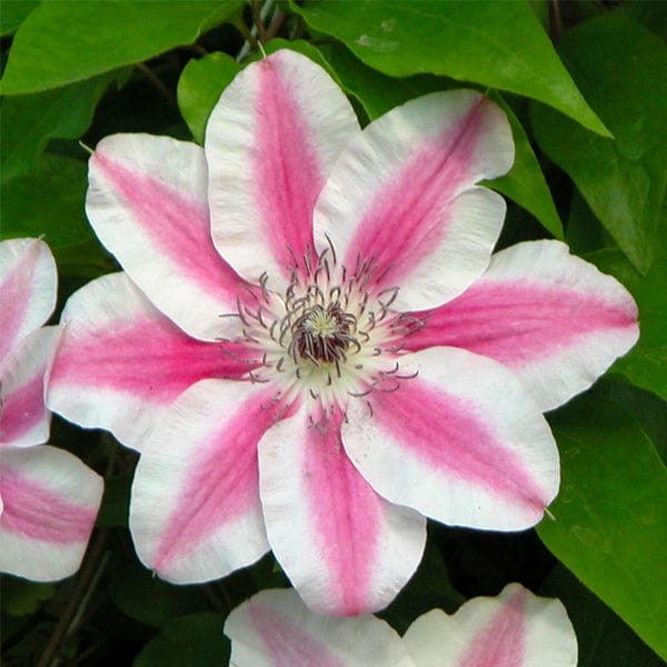 Clematis Captaine Thielleaux