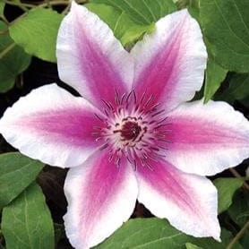 Clematis Carnaby