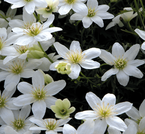 Clematis Cartmanii Joe