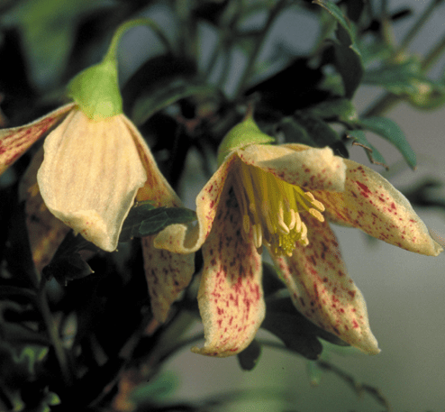 Clematis Cirrhosa Balearica