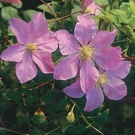 Clematis Comtesse De Bouchard