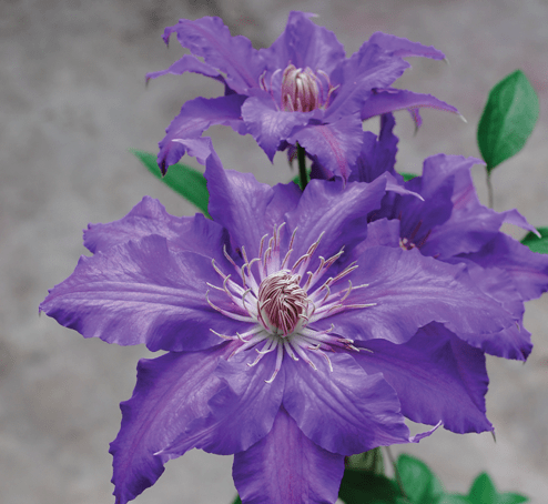 Clematis Countess Lovelace