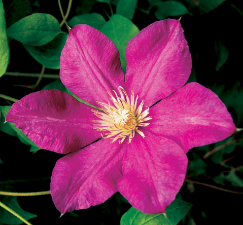 Clematis Crimson Star