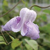 Swamp Leather Flower (Clematis crispa) 11 Clematis Crispa