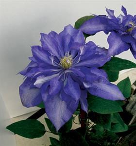 Clematis Daniel Deronda