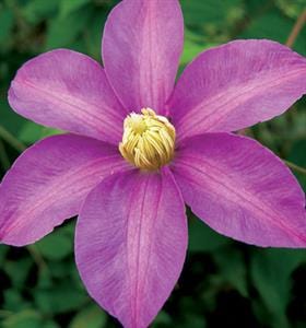 Clematis Dorothy Tolver