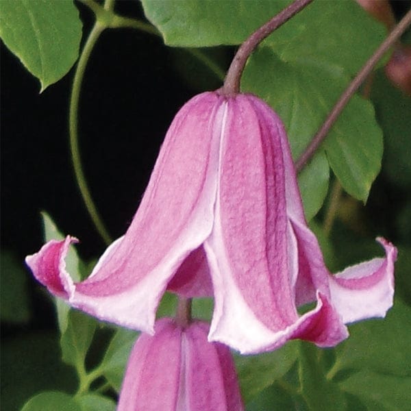 Clematis Duchess of Albany