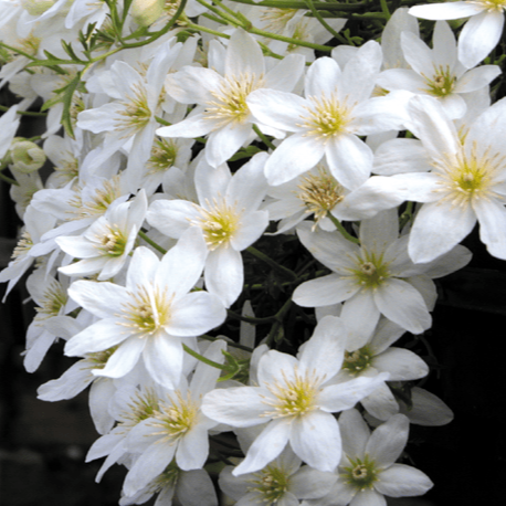Clematis Early Sensation