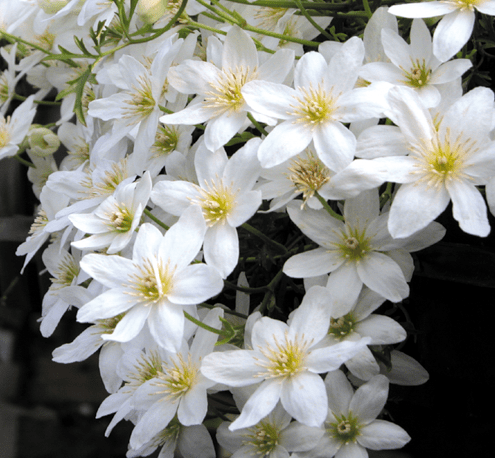 Clematis Early Sensation