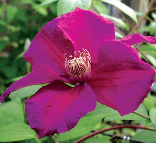 Clematis Earnest Markham