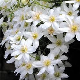 Clematis Edo Murasaki